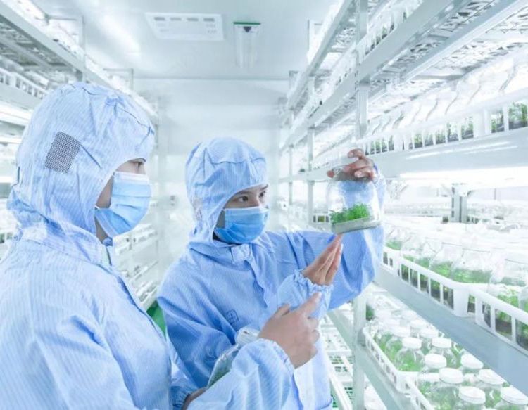 植物净化培养室